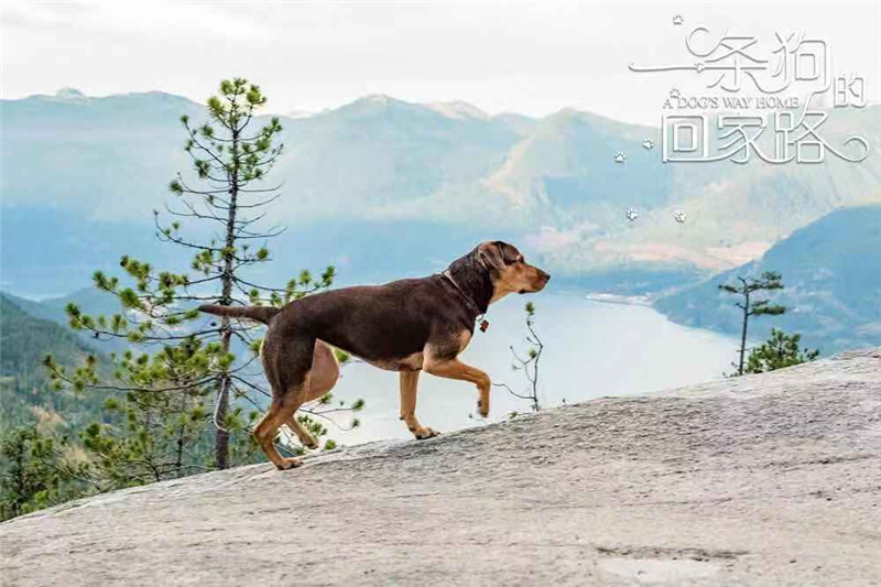电影一条狗的回家路发布寻狗启事预告
